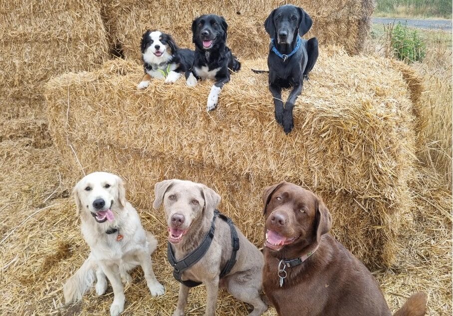 Hunde-Heuballen