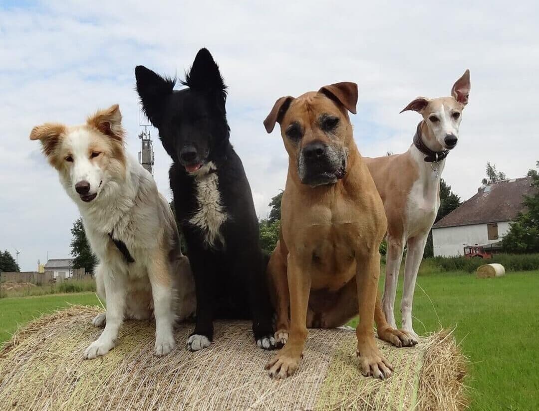Hunde-auf-Heuballen
